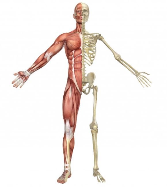 HOW BIOMIMETICS HELP YOUR BODY - SelectFlex