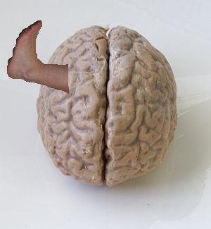 HOW FEET AFFECT THE BRAIN - SelectFlex